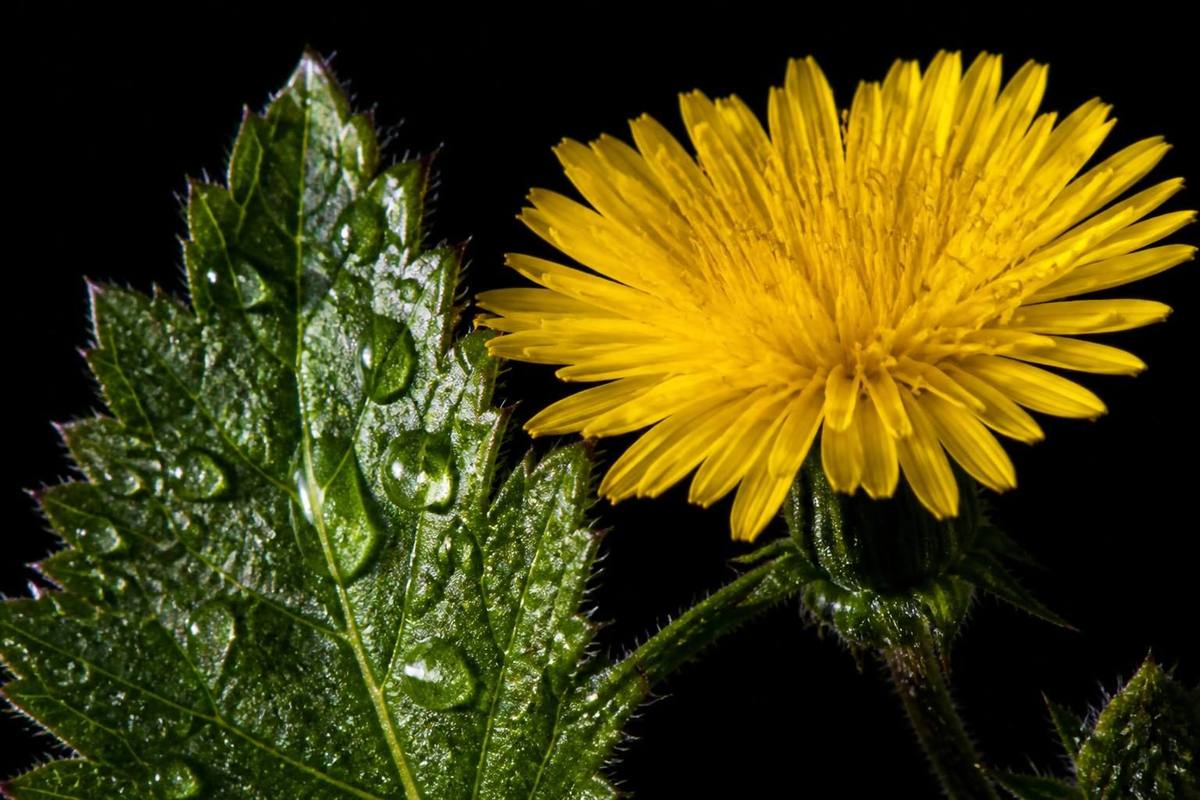 Macro studio sur fond noir absolu — fleur jaune néon d'astéracée et feuille verte couverte de gouttes d'eau, éclairage flash, micro-textures et trichomes nets.