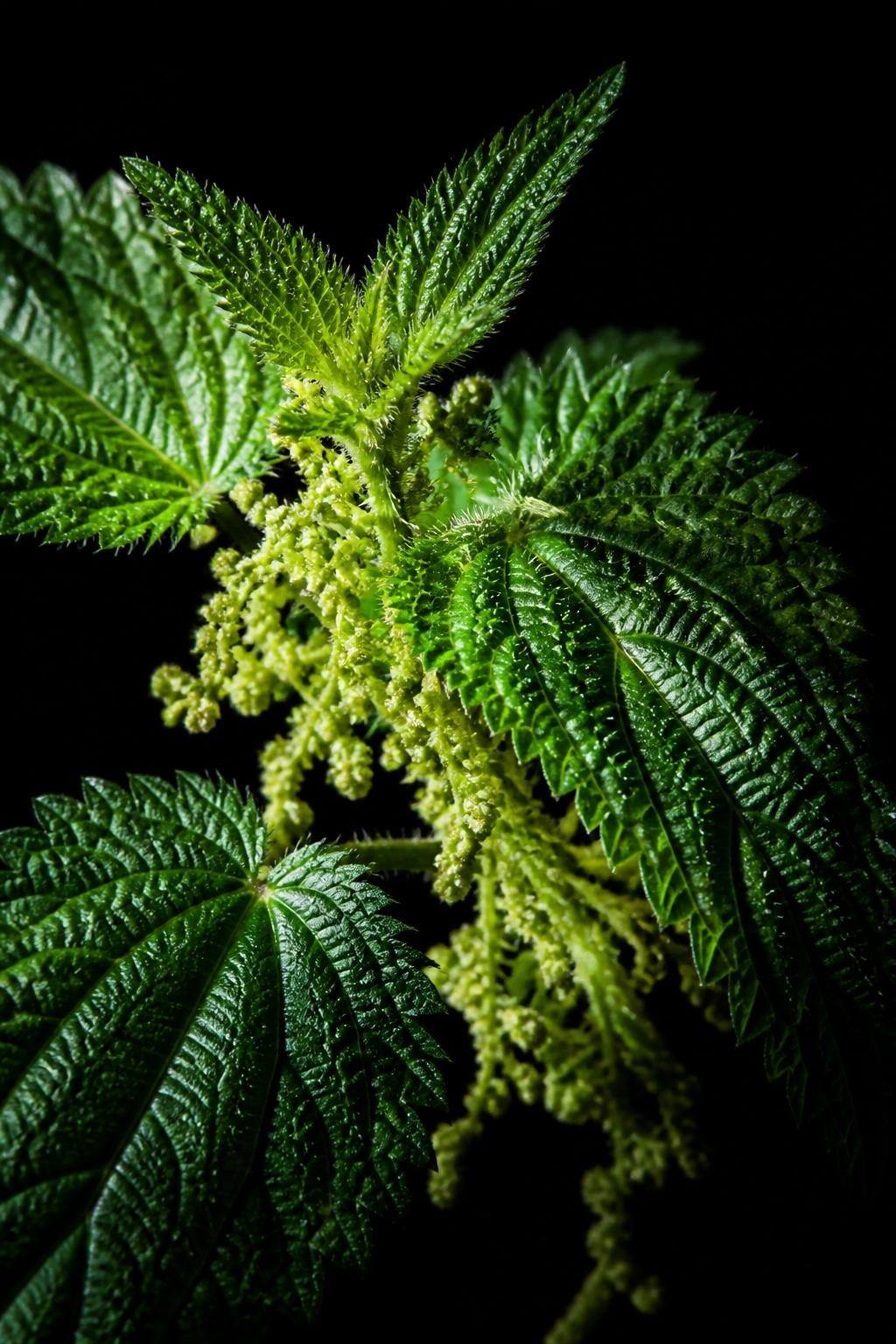 Macro botanique sur fond noir absolu — feuilles d'ortie vert néon captées par un flash directionnel d'apothicaire, détails ultra-nets fondus dans l'obscurité.